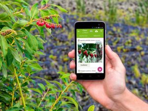 Identifique Qualquer Planta com Esses Apps Incríveis